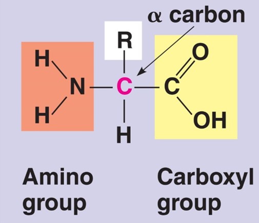 <p>-can behave as <span style="color: red;"><strong>acids</strong></span> due to <strong>-COOH group</strong> and as <span style="color: blue;"><strong>bases</strong></span> due to<strong> -NH<sub>2</sub> group</strong></p><p>-<strong>soluble in water </strong>as they can <strong>form hydrogen bonds</strong> with both groups</p>