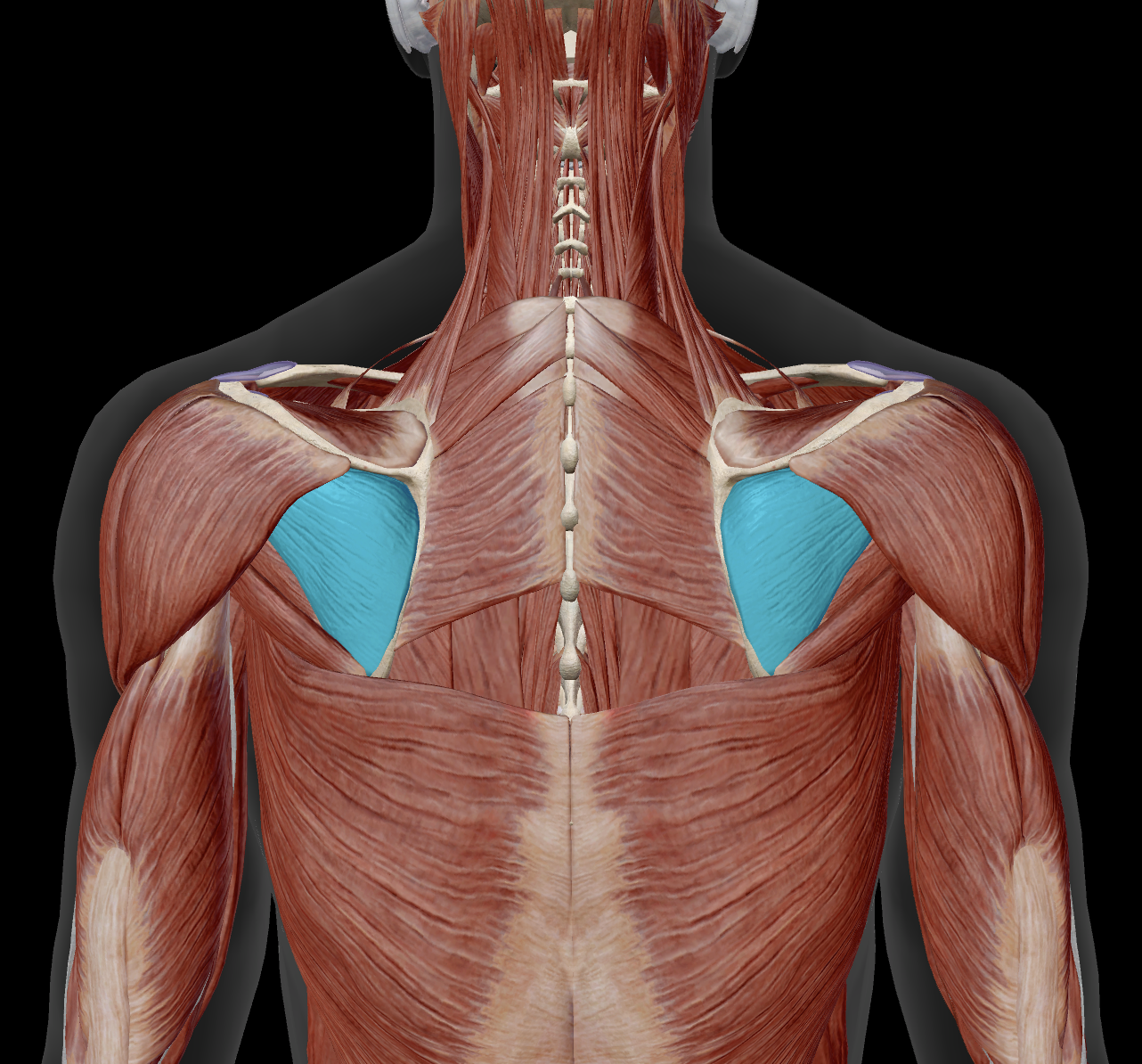 <p>distal attachment?</p>