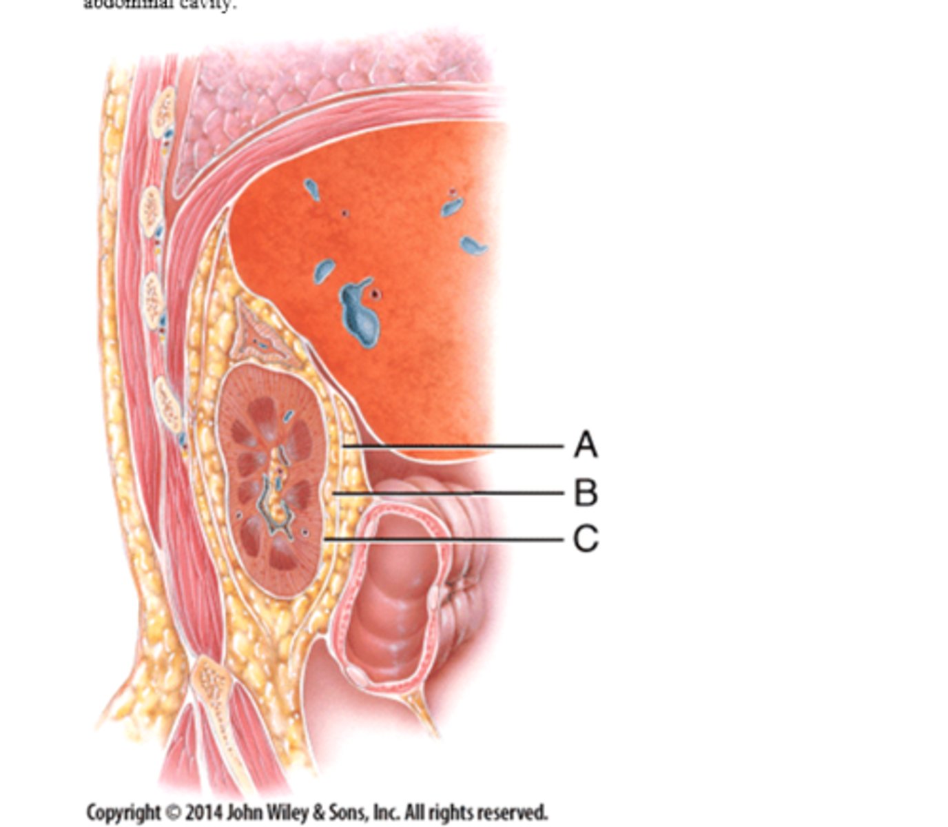 <p>Letter B - adipose capsule</p>