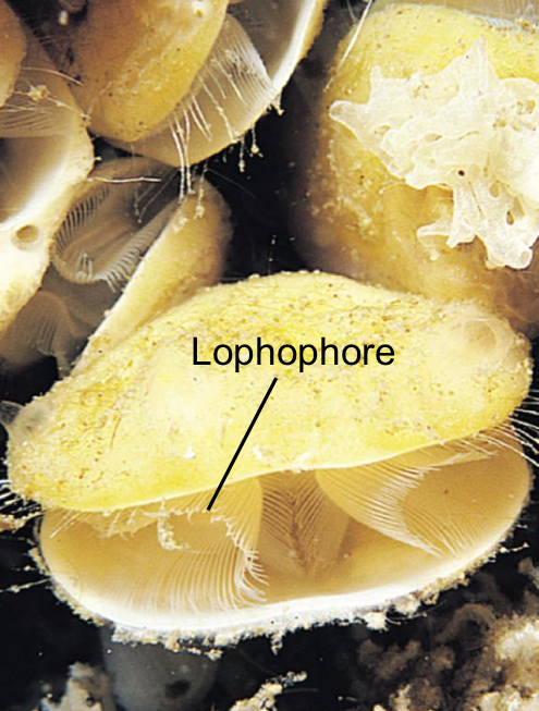 <p>Lophophore</p>