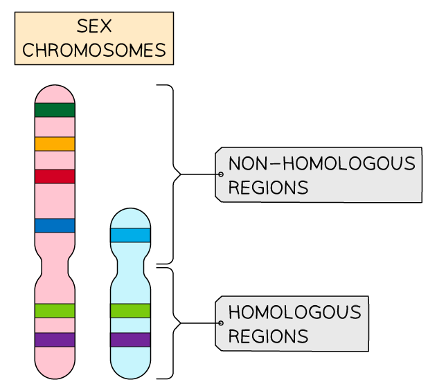 <ul><li><p>two sex chromosomes X and Y</p></li><li><p>women (XX) men (XY) </p></li><li><p>some genes found on region of sex chromsome X that is not present on sex chromosome Y = non homologous region</p></li><li><p>as inheritance of genes dependent on sex of individual = sex linked genes</p></li><li><p>most found on longer X chromosome e.g. haemophilia</p></li><li><p>represented in genotype by writing alleles as superscript next to sex chromosmes (XGXg) </p></li></ul><p></p>