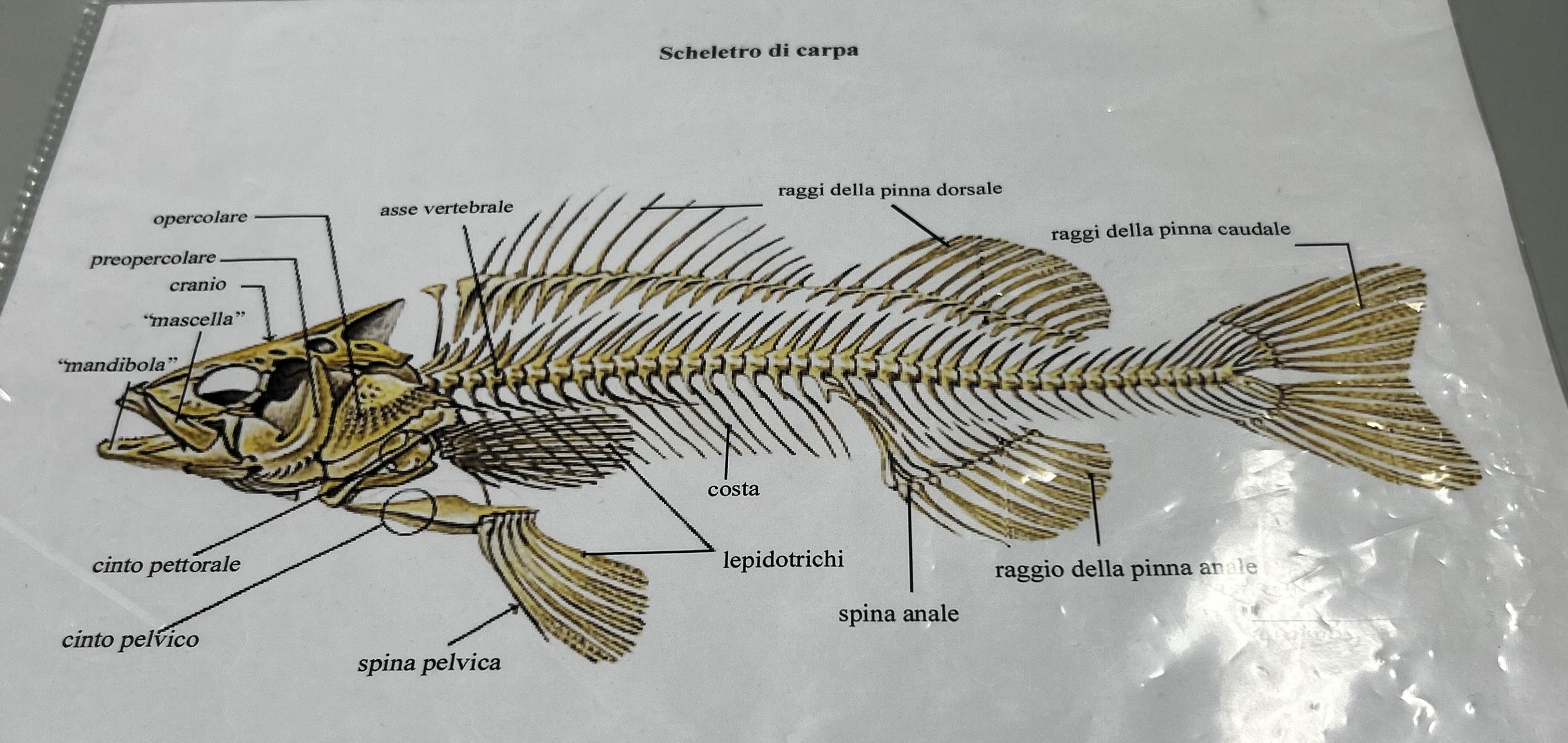 <p>Scheletro carpa</p>