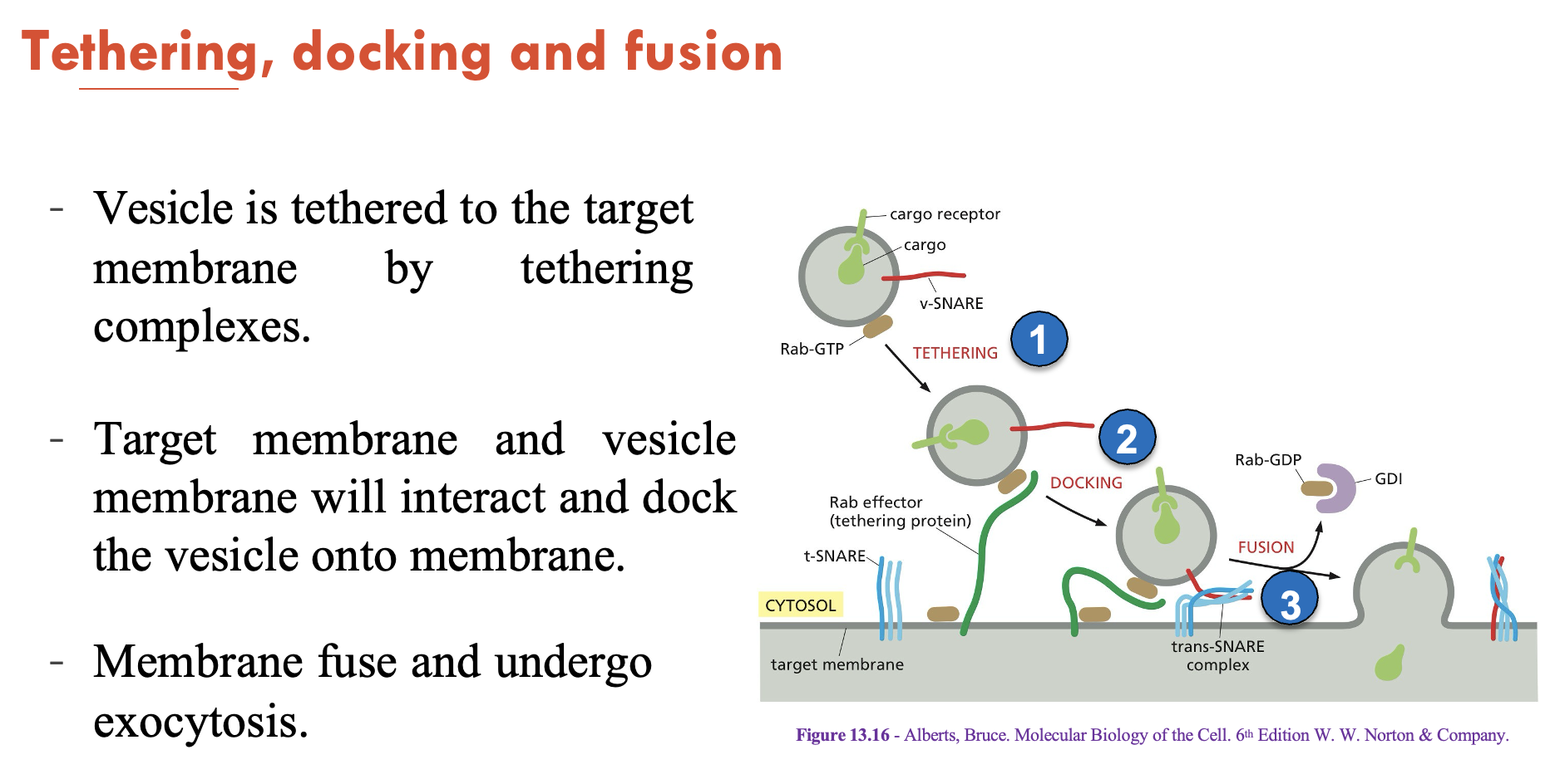 <ol><li><p>Vesicle is tethered to the target membrane by tethering complexes</p></li><li><p>Target membrane and vesicle membrane will interact and dock the vesicle onto membrane</p></li><li><p>Membrane fuses and undergoes exocytosis</p></li></ol><p></p>