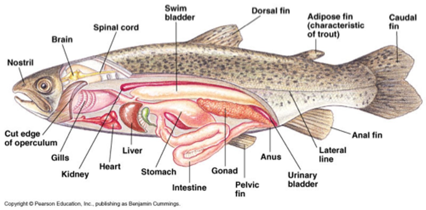 <p>Swim bladder - neutral buoyancy</p><p>Present in most pelagic bony fishes</p><p>Absent in tuna, flounder</p><p>Pneumatic duct - connects bladder to esophagus --&gt; gulp air</p><p>Gas gland and Reabsorption area; capillaries = Rete mirabile</p><p>Respiration via Gill</p><p>Thin filaments, many folds = Lamellae</p><p>Covered and protected by Operculum</p><p>Countercurrent Flow</p>