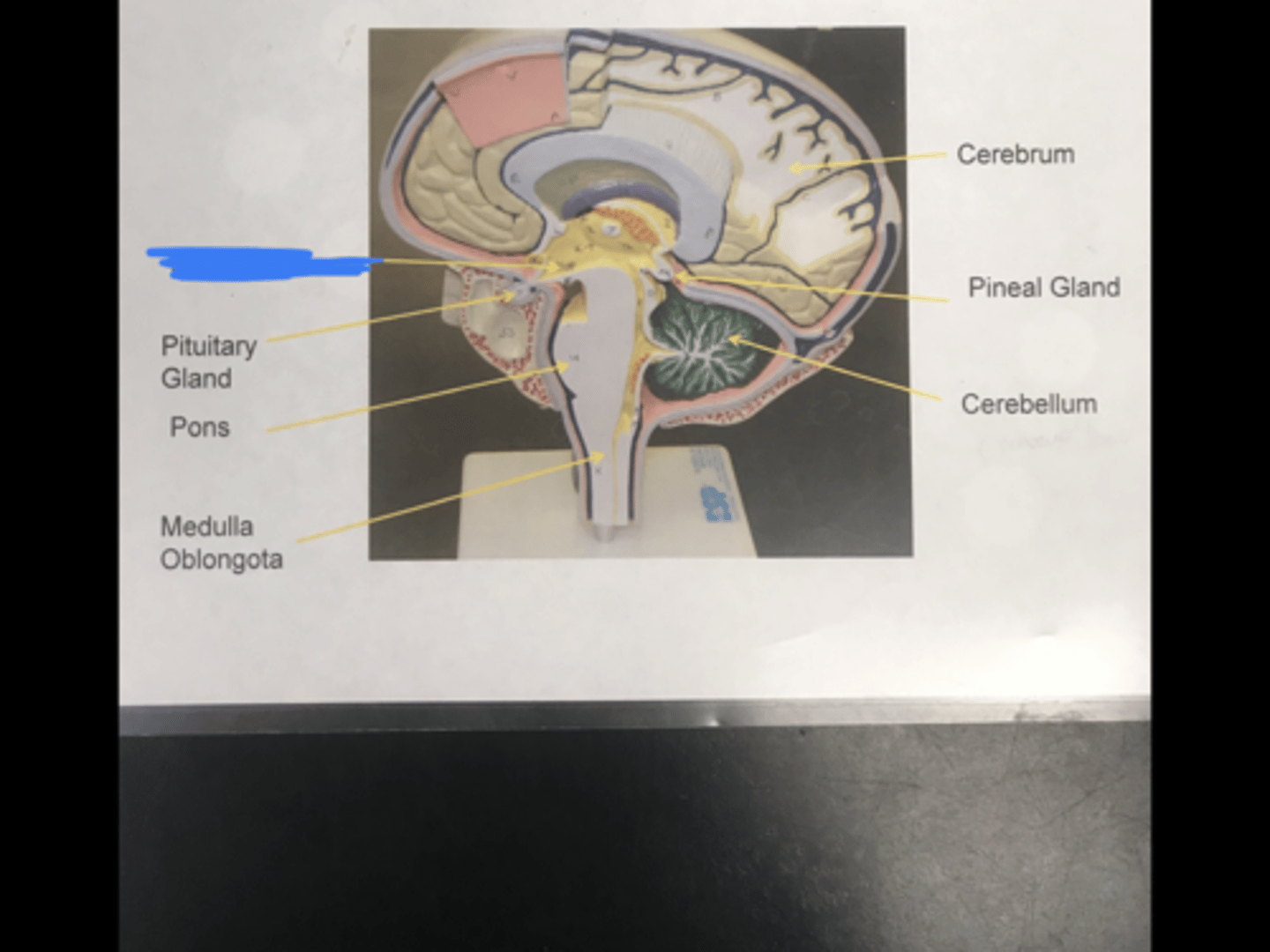<p>Label the structure covered in blue ink and give a function</p>