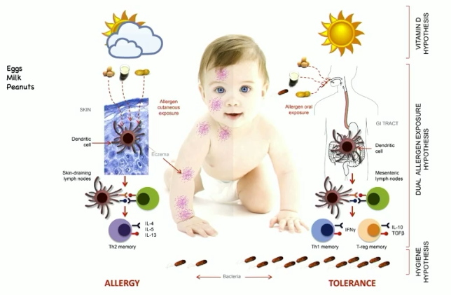 <ul><li><p>if you develop an immune response through the skin first, subsequent oral exposure has a hard time dampening the immune response</p></li><li><p>if the first time you see an allergen is orally, then response is much more strongly suppressive of subsequent skin exposure</p></li><li><p>things that impact hygiene of the skin can impact development of allergic disease, like vitamin D</p></li></ul><p></p>