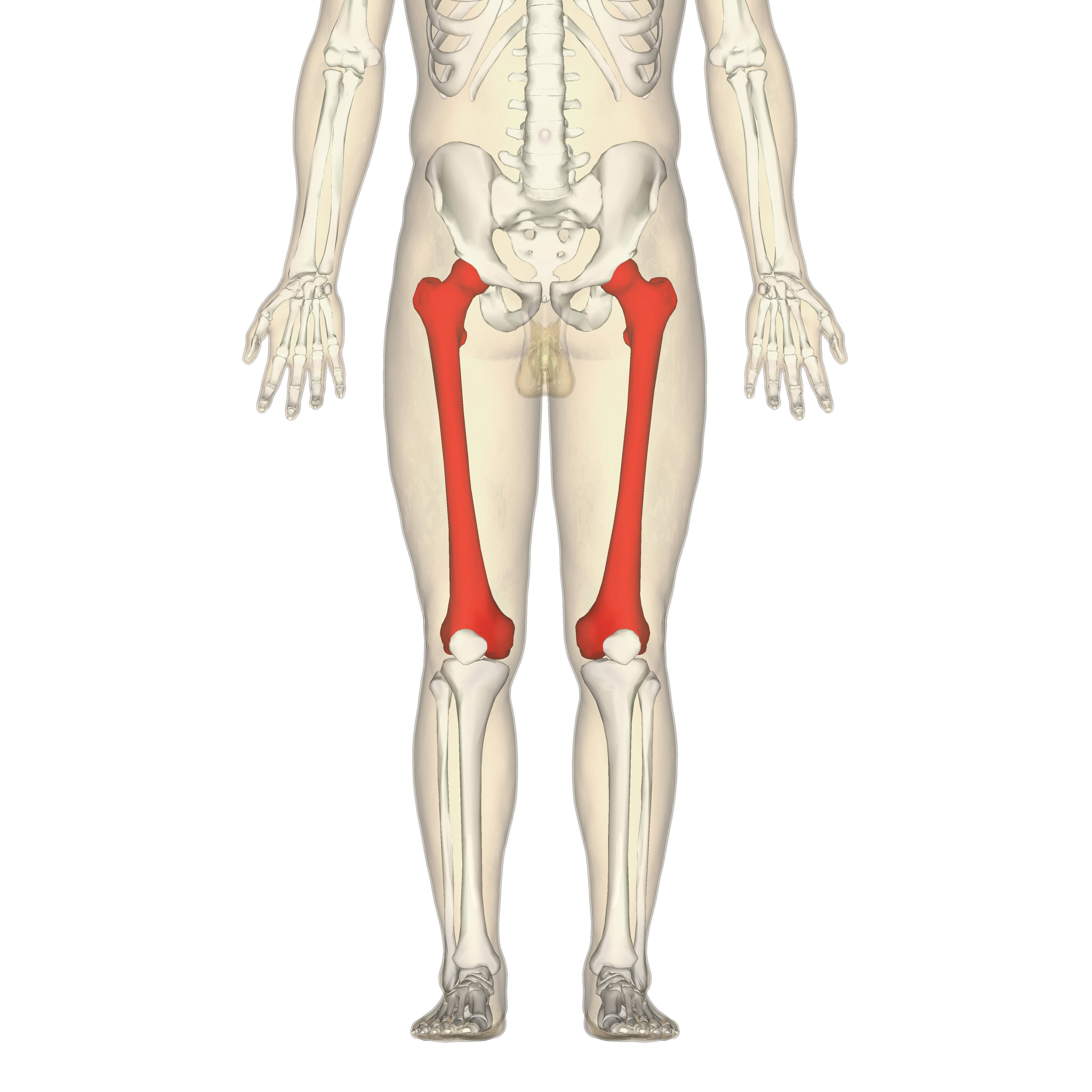 <p>Appendicular skeleton - thigh</p>