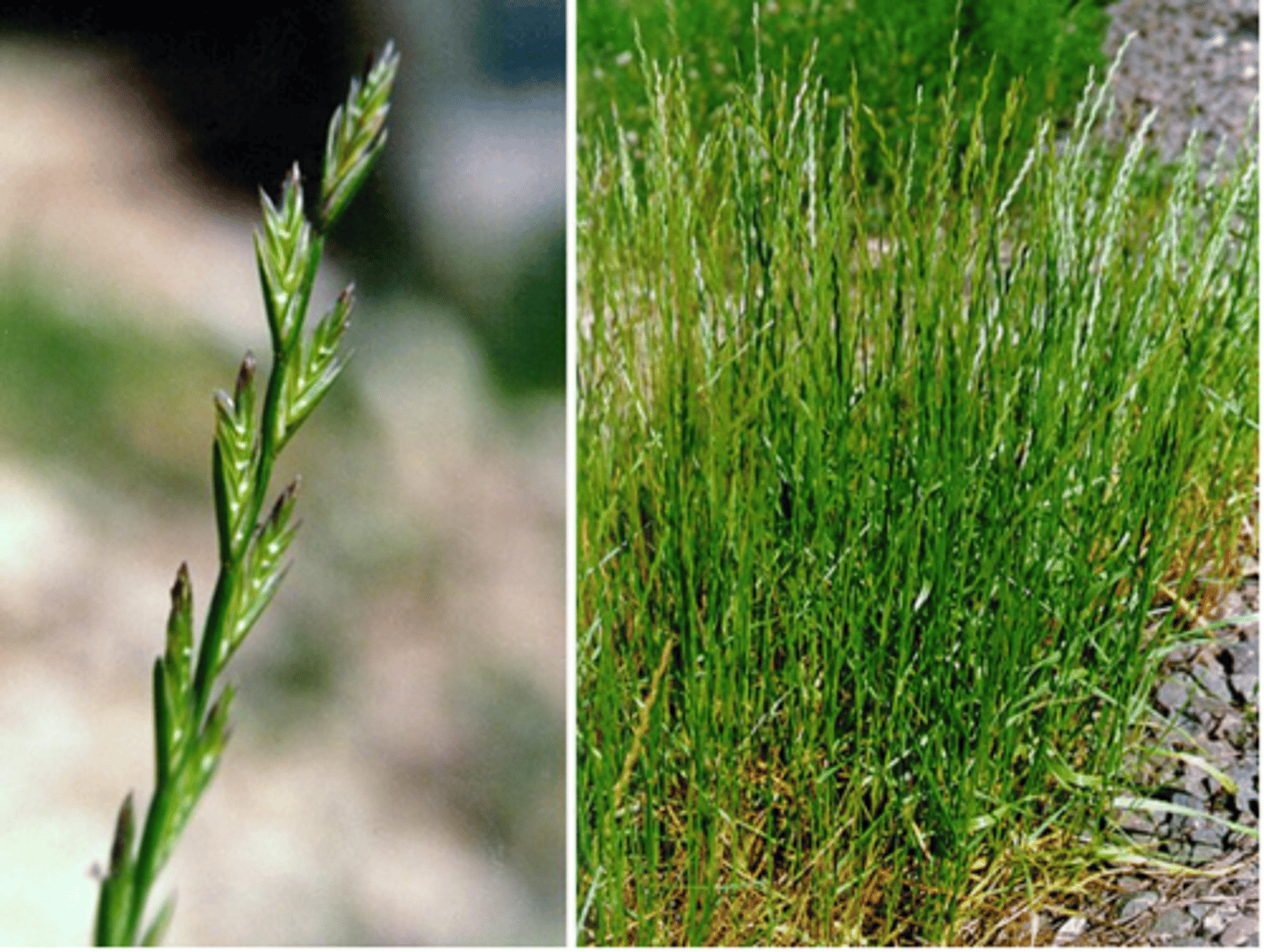 <p>Bunch-Type, Folded, Vernation, Short and Membranous Ligule, Small or Absent Auricle, Shiny Backside, Cool Season</p>