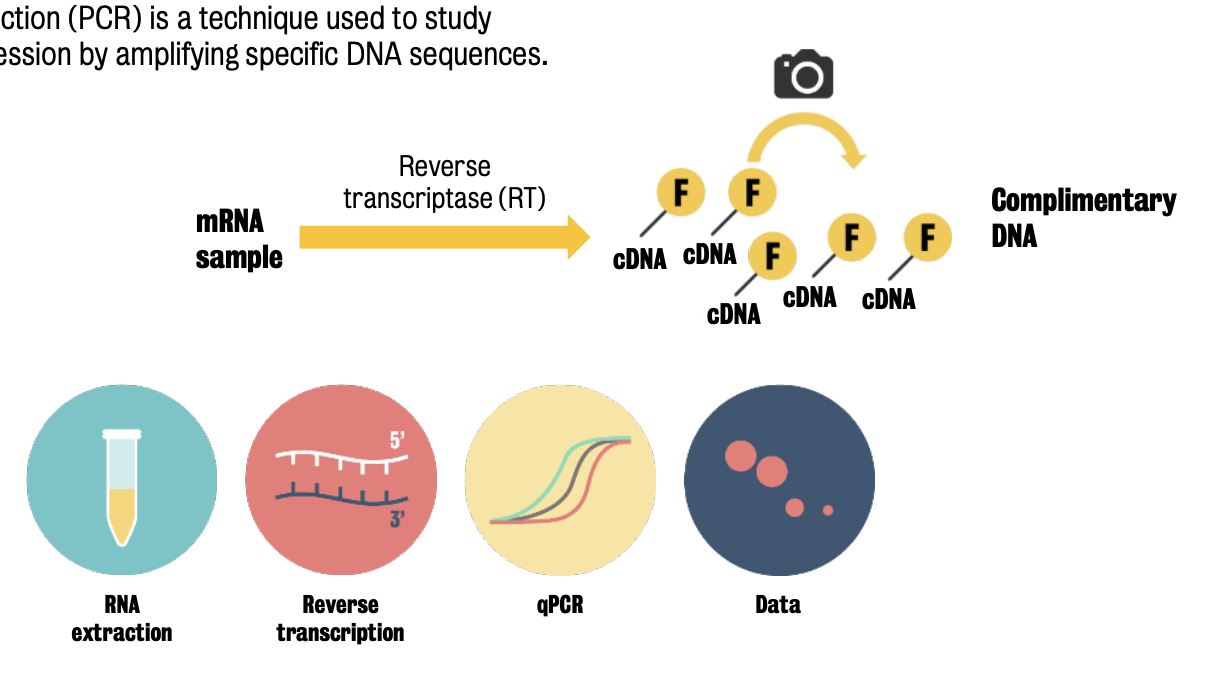 RT-qPRC