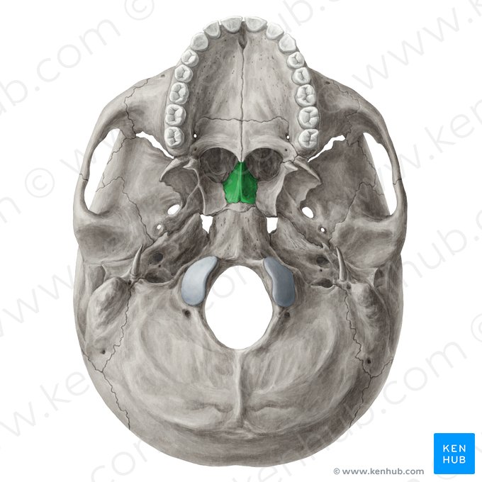 <p>Skull Bone: (Pinch it)</p>