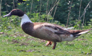 <p>What is this an example of?</p>