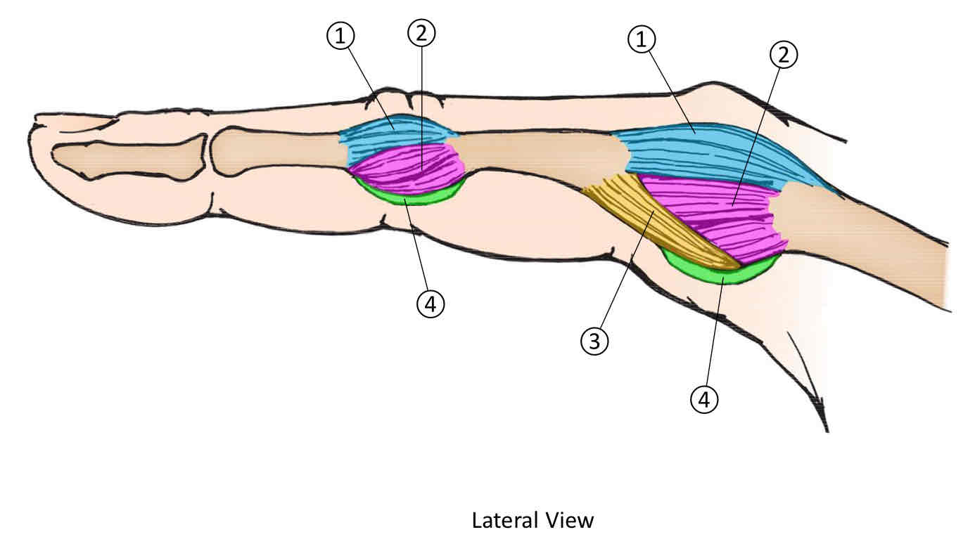 <p>Supporting Finger Structures</p>