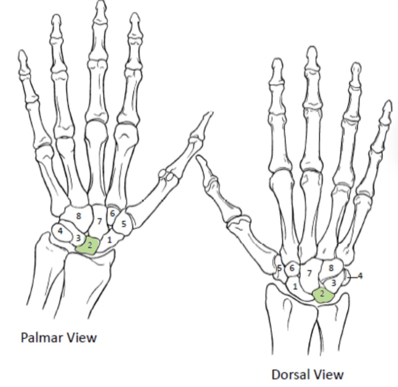 <p>Which Carpal Bones from the proximal row are shown(2)?</p>