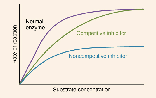 <p>Which kind of inhibitor is more effective and why</p>