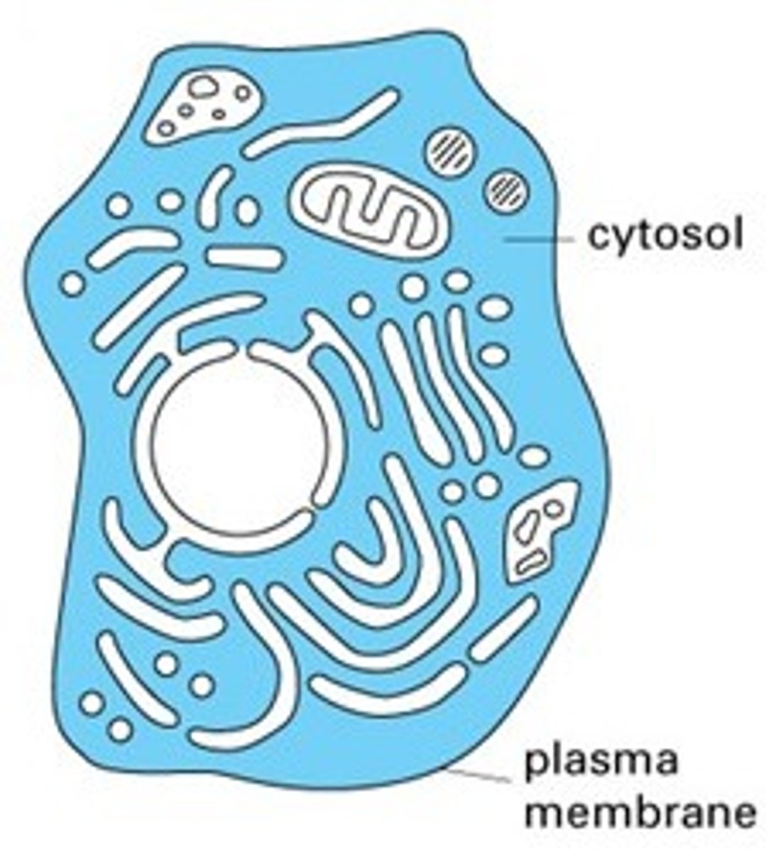 <p>a. cytosol</p>