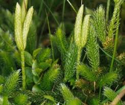 <p>Phylum Lycophyta(characteristics)</p>