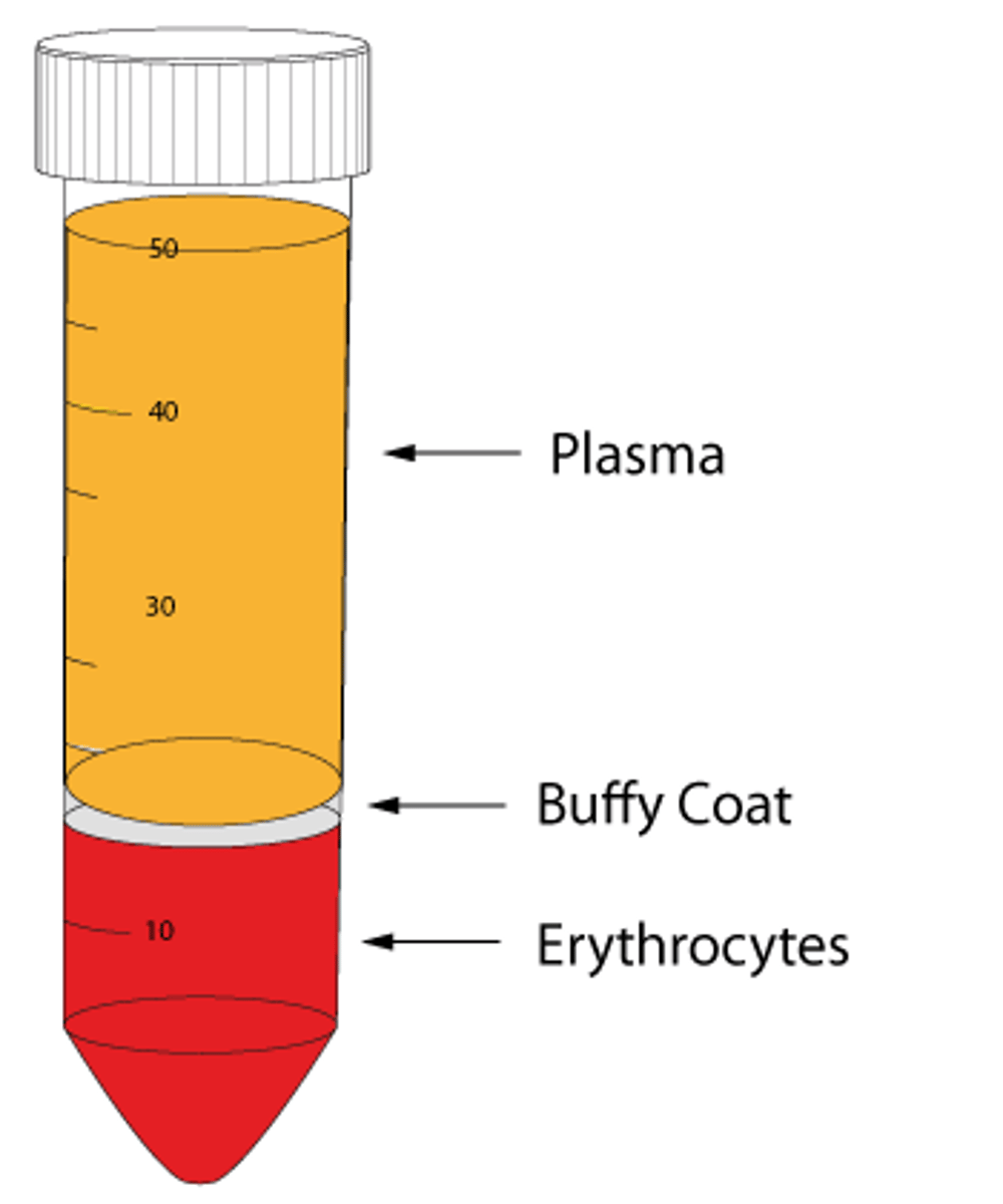 <p>- blood cells</p><p>- RBC's</p><p>- Buffy</p><p>- white</p><p>- WBC's</p><p>- platelets</p><p>- plasma</p>