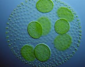 <p><span><strong>CHLOROPHYTA structural arrangement</strong></span></p>