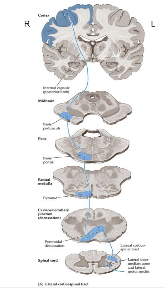 <ul><li><p>Originates at PMC</p><ul><li><p>Internal Capsule &gt; Posterior Limb</p></li><li><p>Midbrain &gt; Middle 1/3 of Basis Pedunculi</p></li><li><p>Ventral Anterior Pons</p></li><li><p>Medulla &gt; Pyramidal Decussation</p></li><li><p>Lateral SC</p></li></ul></li><li><p>Enters anterior horn to synapse on LMN</p></li></ul>