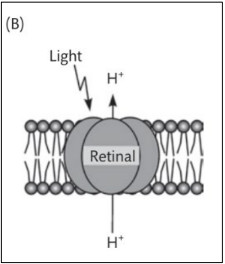 <p>See the figure. Gene encoding a single protein that, along with a retinal molecule, can help heterotrophic bacteria obtain extra energy from light harvesting. The simplified drawing of the transmembrane view of it complexed with retinal is shown in the figure. It is present in many photoheterotrophic bacteria in the SAR11 clade and other groups of bacteria. As the book says, “It may be in as many as half of all bacteria in aquatic environments.” What is this protein? </p>