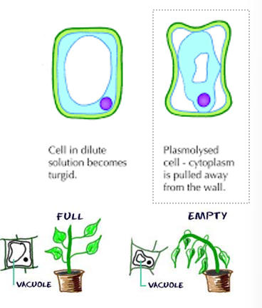 <p>the vacuoles are not full and the cytoplasm is pulled away from the wall, the plant wilts, limps, and droops</p>