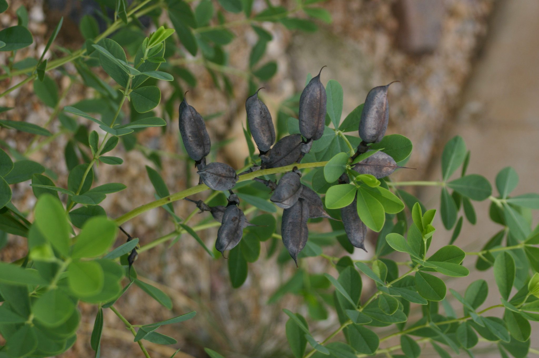 Wild Blue Indigo