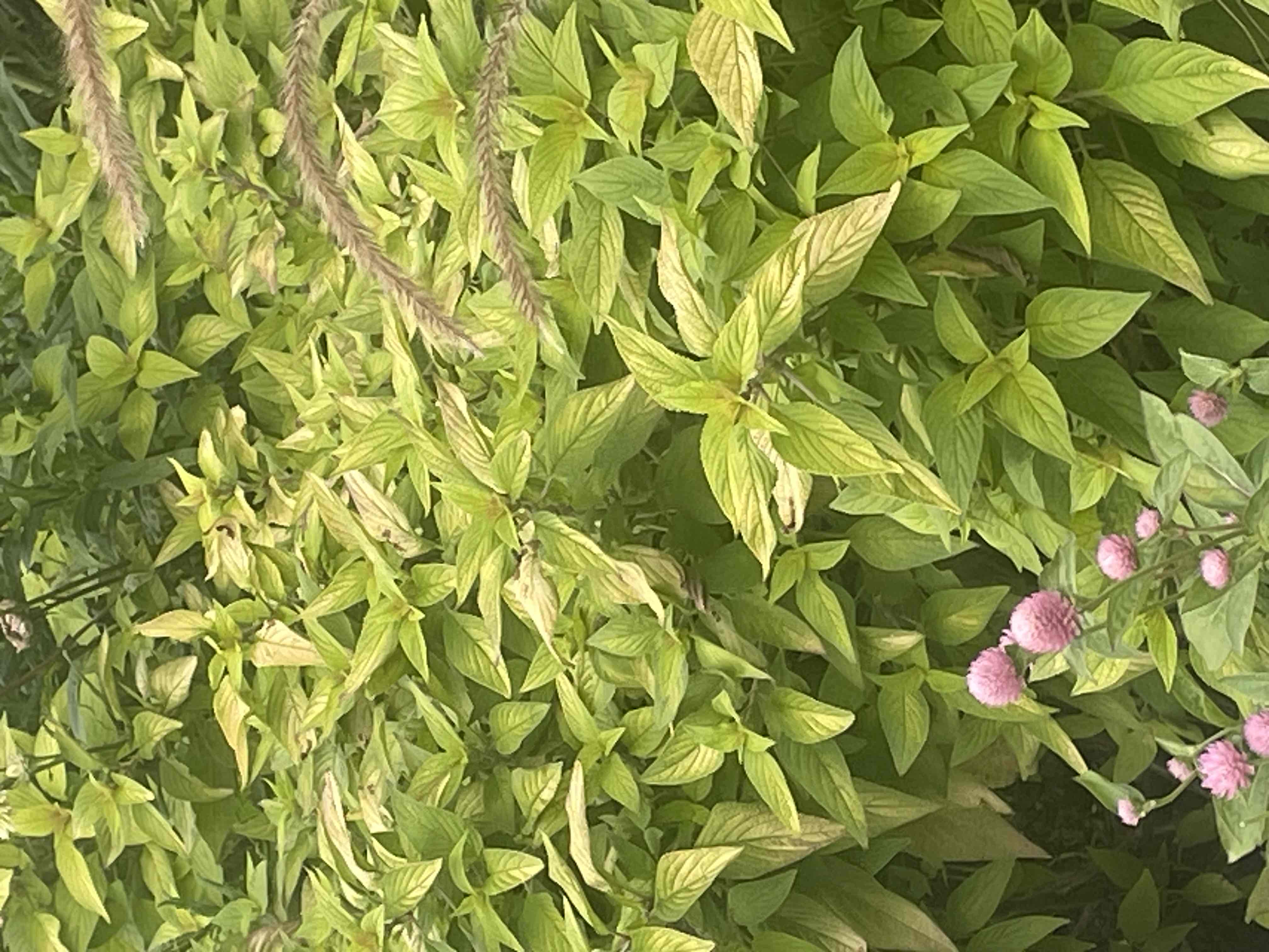 <p>Salvia elegans ‘Golden Delicious’</p>