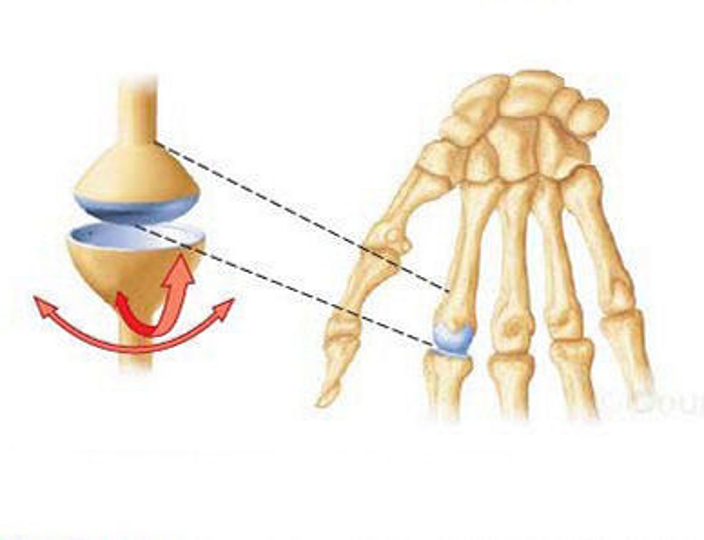 <p>Overall surface of one bone sits in a shallow bowl. Movement around 2 axis. E.g. Knuckle joints amd wrist (radiocarpal)</p>