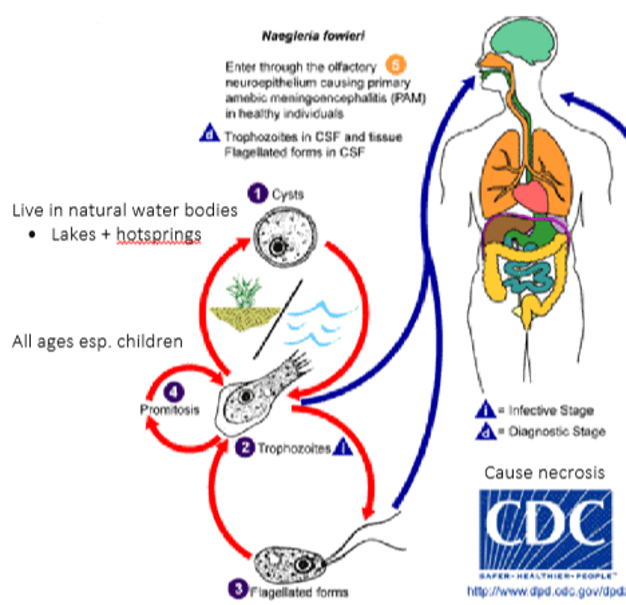 <p>Protozoa (Amoebae)</p><p>disease - primary amoebic meningoencephalitis</p><p>symptoms - CNS infection --&gt; headaches</p><p>geographic region - warm fresh water</p><p>transmission - force of contaminated water into the nasal cavity</p><p>specimen - CSF</p><p>pathogenic? - yes</p>