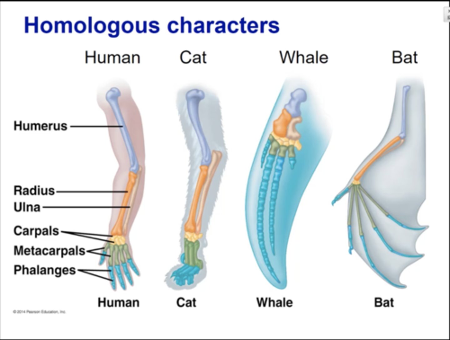 <p>1. traits found in different organisms that are similar</p><p>2. inherited from common ancestor w/ same trait</p>