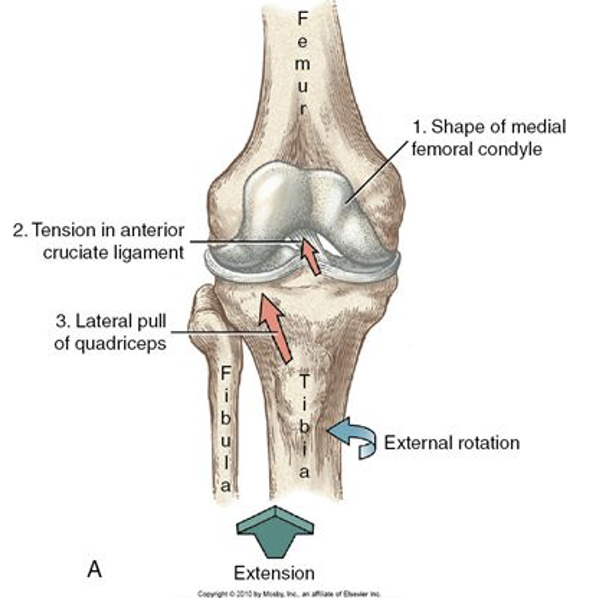 Tibia externally rotates during knee extension on fixed femur 

The tibiofemoral joint “locks” into place in full extension 