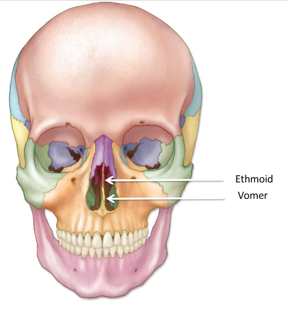 <p>The ethmoid bone forms part of the skull base and contributes to the nasal cavity and orbits, while the vomer is a thin bone that forms the posterior part of the nasal septum, separating the nasal cavities.  </p>