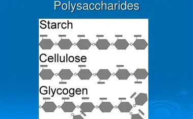 <p>Cellulose, Glycogen, and Starch</p>