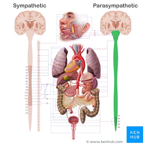 <p>Parasympatisch ZS</p>