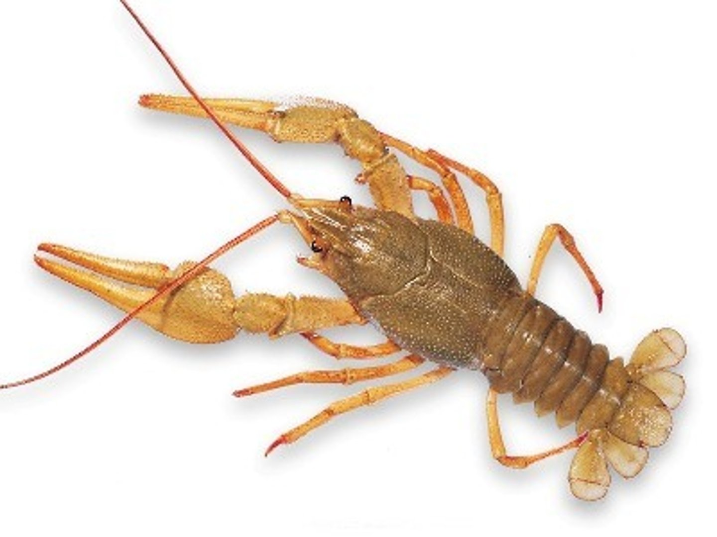<p>Common names: Crayfish, sowbug, shrimp, crab, lobster, etc.</p>