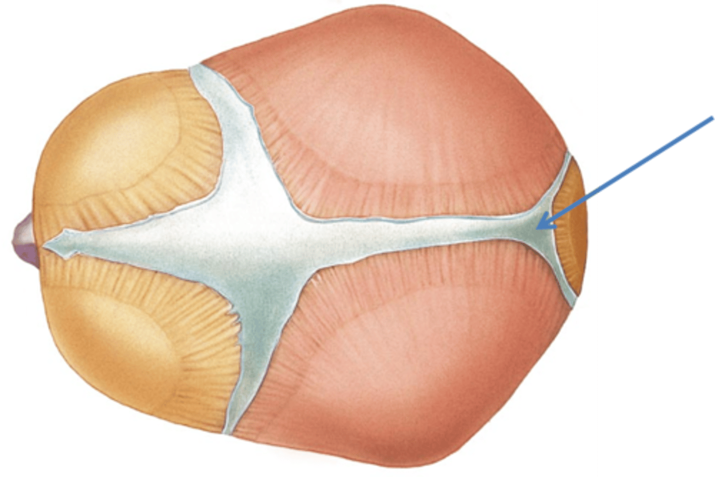 <p>Between the sagittal and lamboid suture</p>