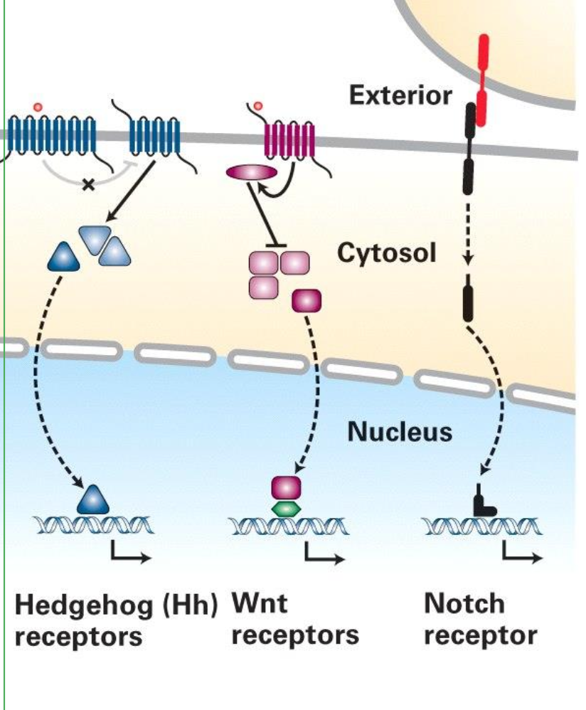 <ul><li><p>Voie Hedgehog</p></li><li><p>Voie Wnt</p></li><li><p>Voie Notch</p></li></ul><p></p>