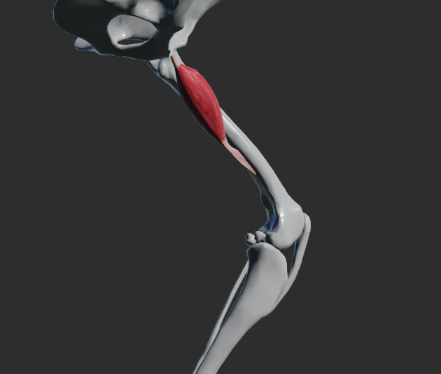 <p>odstup: eminentia iliopubica</p><p>dělí se na proximalní a distální úponové větve</p><p>úpon: proximální větev na trochanter minor femoris, distální větev na epicondylus medialis femoris</p><p>funkce: addukce v articulatio coxae</p>