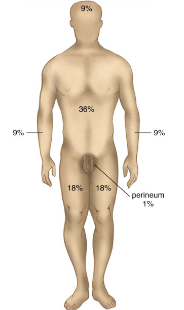 <p>to determine the extent of a burn to the human body</p>