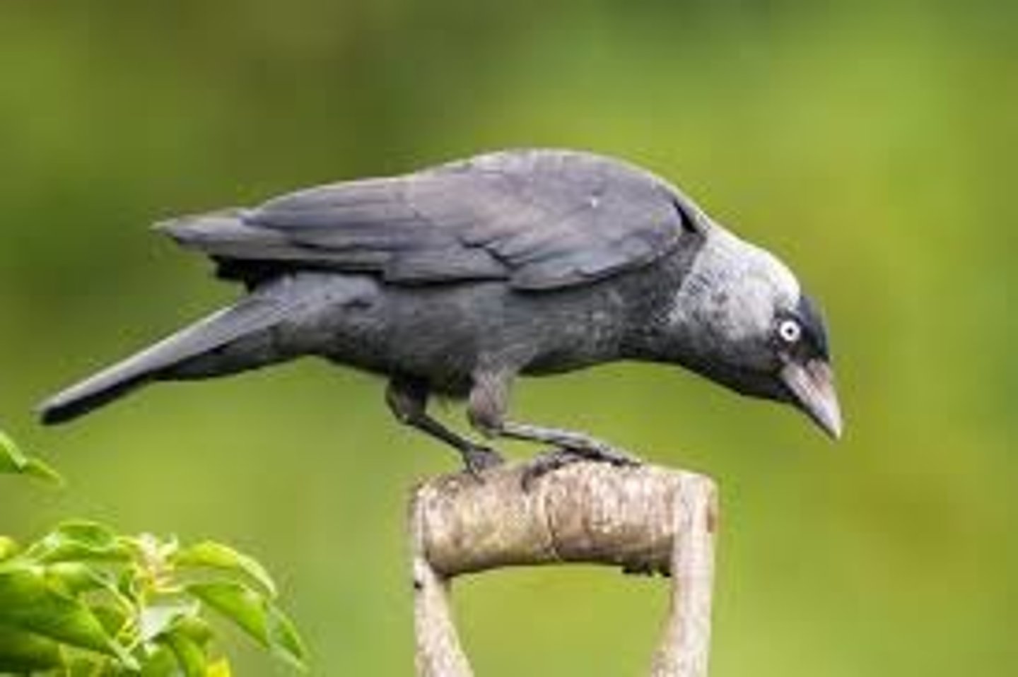 <p>? (un jackdaw)</p>