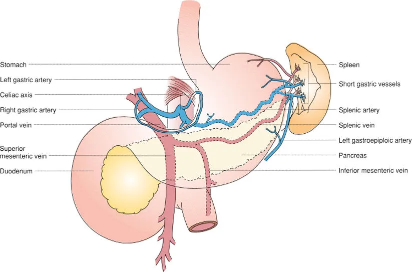 <ul><li><p><span>branch of CA</span></p></li><li><p><span>courses horizontally to the </span><u><span>left</span></u><span> along </span><u><span>superior pancreas</span></u><span> border</span></p></li><li><p><span>supplies </span><u><span>spleen</span></u><span>, </span><u><span>pancreas</span></u><span>, and </span><u><span>left side of greater curvature</span></u><span> of stomach</span></p></li></ul><p></p>