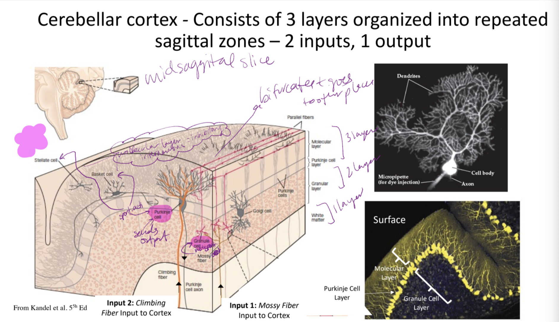 cerebellar cortex
