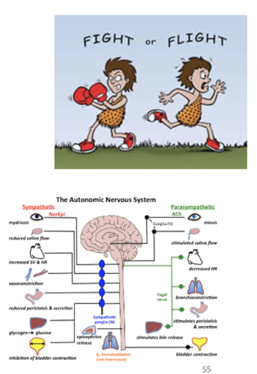 <p>what are some physiological effects of anxiety</p>