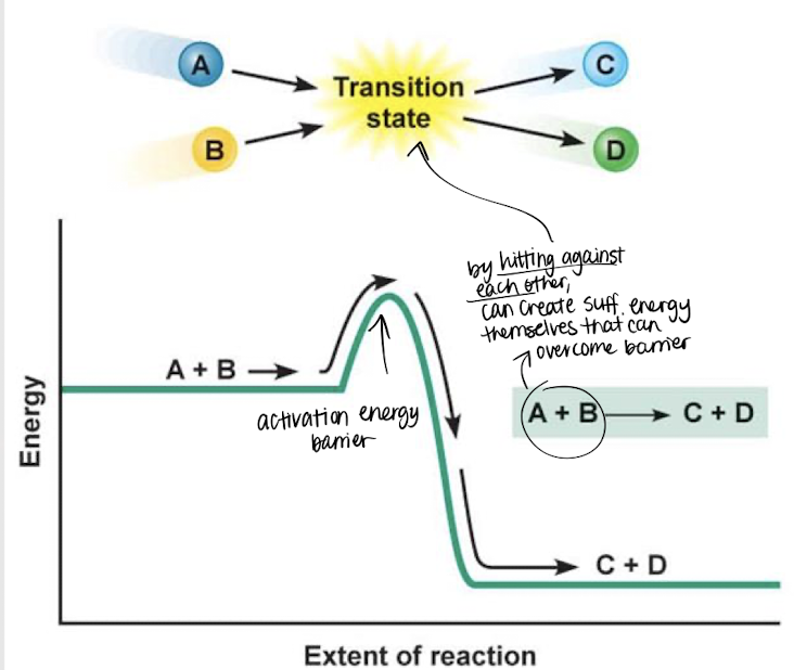 <p>transition state</p>