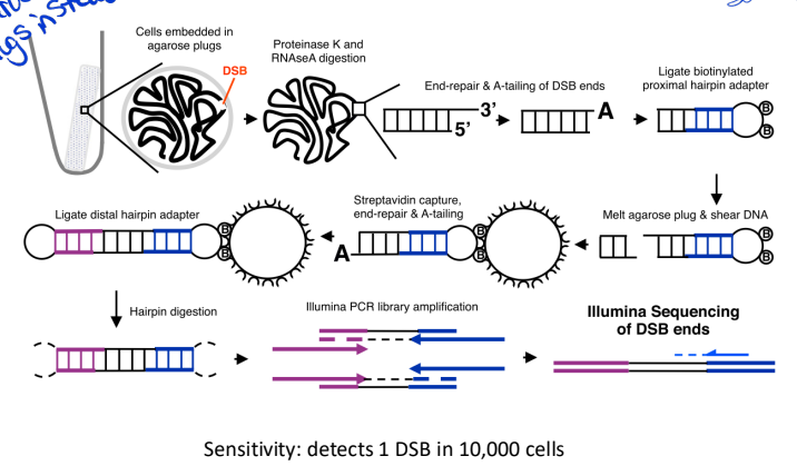 <p>cells are embedded in agarose plugs to avoid fixation with formaldehyde</p><p>more widely used - better specificty and sensitivity</p><p>no formaldehyde treatment agarose plugs instead</p><p><strong>Key Steps in END-seq:</strong> </p><ol><li><p class=""><strong>DSB End Processing</strong> – DNA breaks are blunted and labeled with a biotinylated adapter.</p></li><li><p class=""><strong>Purification &amp; Enrichment</strong> – Biotin-tagged DNA is isolated using streptavidin beads.</p></li><li><p class=""><strong>Library Preparation &amp; Sequencing</strong> – Labeled DNA ends are sequenced to determine break sites.</p></li></ol><p></p>