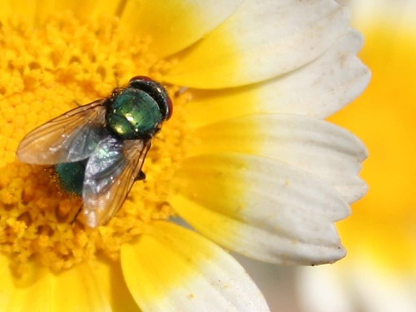 <p>The transfer of pollen grains from an anther to a stigma.</p>