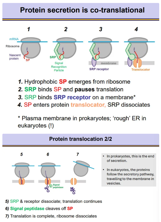 <ul><li><p>proteins to be secreted contain a <strong>signal peptide sequence</strong> at the <strong>N-terminus</strong></p></li><li><p>as the ribosome translates the protein, once the signal peptide emerges, a <strong>signal recognition particle</strong> (SRP) will <strong>bind</strong>, which <strong>pauses </strong>translation </p></li><li><p>the SRP binds to an<strong> SRP receptor </strong>on a membrane, so that the signal peptide can go through a <strong>translocator across </strong>the membrane</p></li><li><p>SRP <strong>dissociates </strong>so translation can <strong>continue</strong></p></li><li><p>the <strong>signal peptidase</strong> enzyme <strong>cleaves </strong>the signal peptide off at the end</p><ul><li><p>in <strong>prokaryotes</strong>, the membrane is the <strong>plasma membrane,</strong> so the protein is excreted straight out the cell</p></li><li><p>in <strong>eukaryotes</strong>, the membrane is the <strong>rough ER</strong>, so the proteins must go through the<strong> secretory pathway </strong>for excretion via vesicles</p></li></ul></li></ul><p></p>