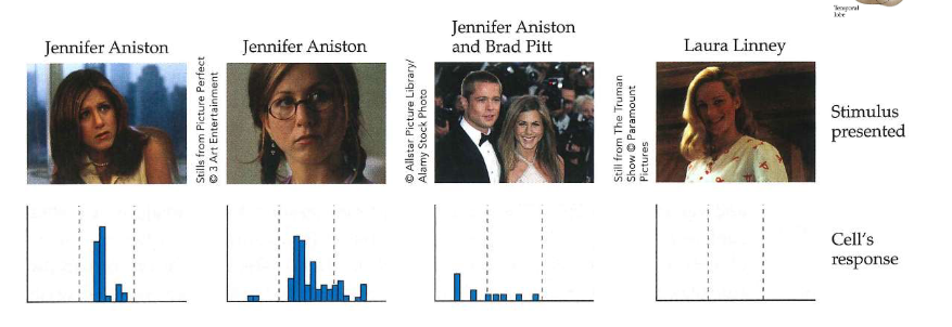 <ul><li><p>registraties van afzonderlijke cellen in temporaalkwab van menselijke waarnemers (implanteren van elektroden maakte deel uit van voorbereiding op epilepsiechirurgie)</p></li><li><p>experiment: waarnemer kijkt naar verzameling beeld terwijl activiteit van cel wordt gemonitord</p></li></ul><p>→ foto: cel die alleen reageert op Jennifer Aniston</p><p></p>