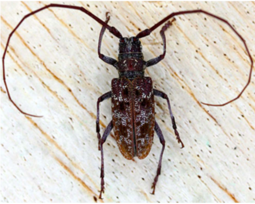 <p>*Antennae very long *Lay egg in tree bark *Larvae bore the wood, kill trees</p>