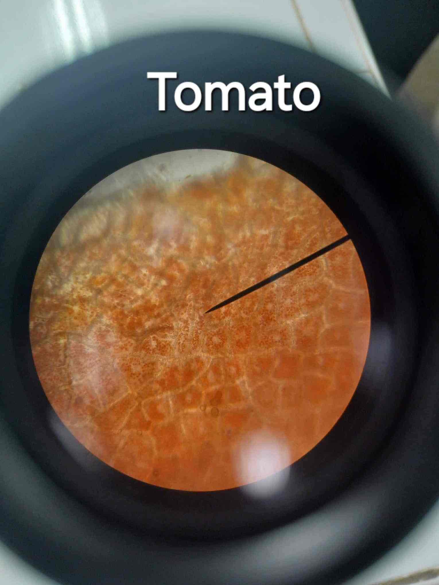 <p>Orange or reddish structures in the cytoplasm, particularly in tomatoes (Lycopersicon esculentum).</p>